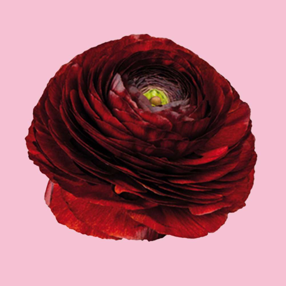 Ranunkel 'Elegance Cioccolato'